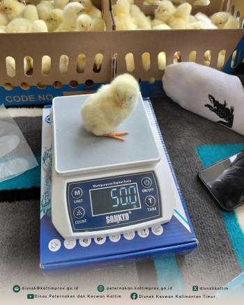 Jaga Kualitas Bibit, DPKH Kaltim melakukan Pengawasan Mutu DOC Ayam Pedaging